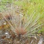 Corynephorus canescens Blatt