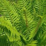 Dryopteris wallichiana Blatt