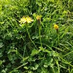 Scorzoneroides autumnalis Flower