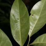 Sarcaulus brasiliensis Yaprak