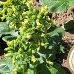 Nicotiana rustica Агульны выгляд