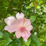 Leuenbergeria quisqueyana Flower