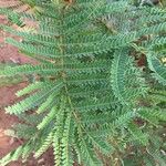 Peltophorum africanum Leaf