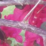 Bougainvillea spectabilis Kora