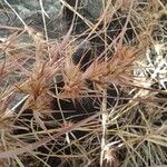 Themeda quadrivalvis Агульны выгляд