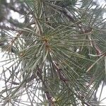 Cedrus deodara Blatt