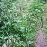 Festuca gigantea Frucht