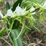 Angraecum eburneum Blomma