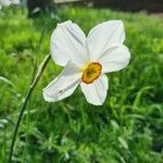 Narcissus poeticus 花