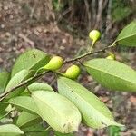 Trilepisium madagascariense Nyingine