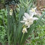 Narcissus triandrus Celota