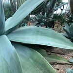 Agave guiengola Blad