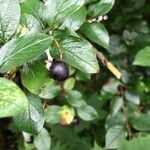 Cotoneaster acutifolius Meyve