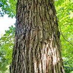 Carya glabra Corteza