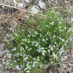 Stenaria nigricans Plante entière