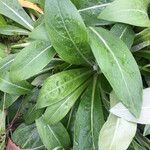 Centaurea graminifolia Blatt