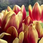 Tulipa grengiolensis Flower