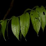 Koanophyllon albicaule Leaf