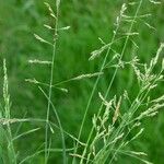 Puccinellia distans Habit