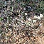 Helianthemum apenninum Habit