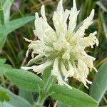 Trifolium pannonicum Květ