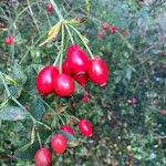 Rosa dumalis Fruit