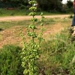 Rumex verticillatus Blatt