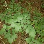 Actaea spicata Levél