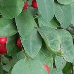 Cotoneaster multiflorus पत्ता