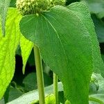 Phlomis russeliana Φύλλο