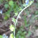 Cynoglossum amabile Λουλούδι