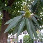 Castanea sativa Likasa