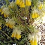 Onosma frutescens Blomma