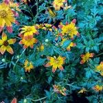 Bidens triplinervia ᱛᱟᱦᱮᱸ