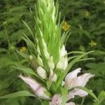 Dactylorhiza fuchsii Flower