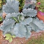 Crambe maritima Blad