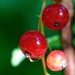 Ribes rubrum Fruit