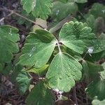 Aquilegia atrata Leaf