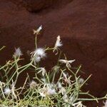 Launaea lanifera Habit