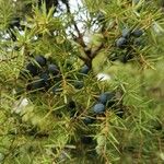 Juniperus communis ফল