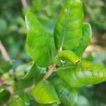 Myrceugenia exsucca Hoja