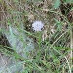 Jasione montanaCvet