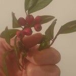 Cotoneaster salicifoliusFruchs