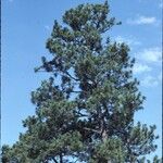 Pinus ponderosa 形態