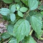 Clematis virginiana Hoja
