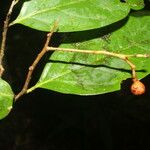 Nectandra umbrosa Fruit