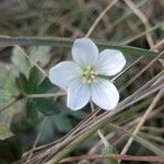 Geranium aculeolatum Flower