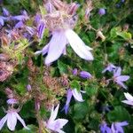 Campanula garganica Квітка