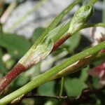 Trifolium pallescens 樹皮