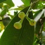 Syzygium aqueum Фрукт